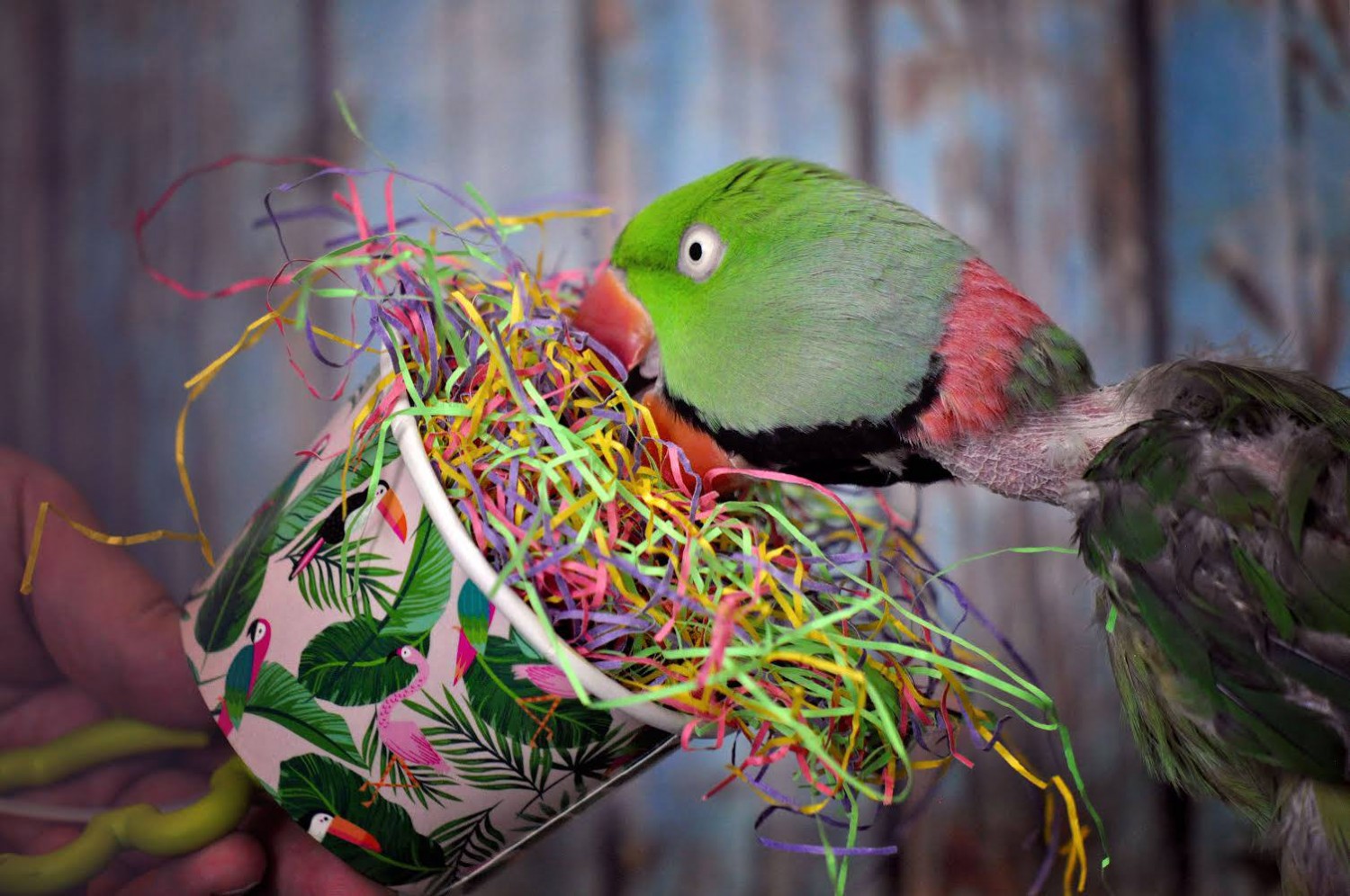 Products MCFB Store The Medical Center for Birds